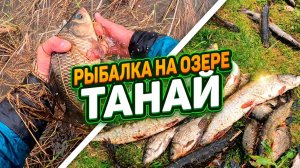 Такого никто не ожидал🤯 Ловим КАРАСЯ РУКАМИ! Рыбалка на озере ТАНАЙ май 2026