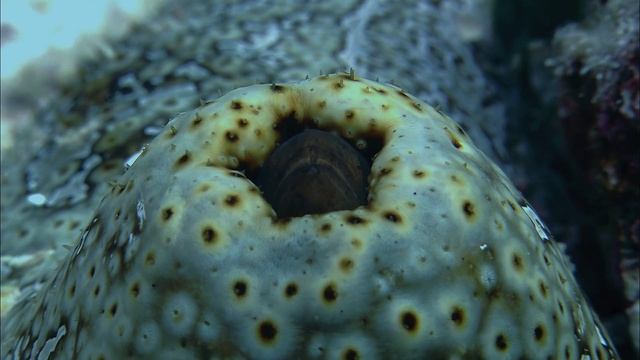 Морской огурец. Вся жизнь через ж