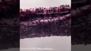 слайм красно-черный =)
первое видео