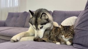 Вы не поверите, как эта кошка защищает крошечного котенка от гигантской хаски!😊💪🤗💖