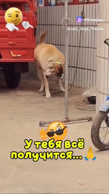 A Story About Animals 🐶 