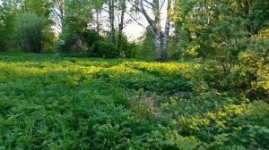 Роеловный сезон 2026 года открыт 🐝