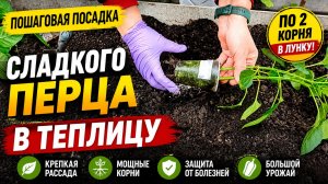 Посадка перца в теплицу 🌶️ быстро и просто! Как сажаю перец по 2 корня в лунку
