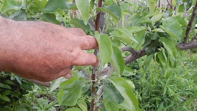 Привитые в прошлом году яблони после перезимовки