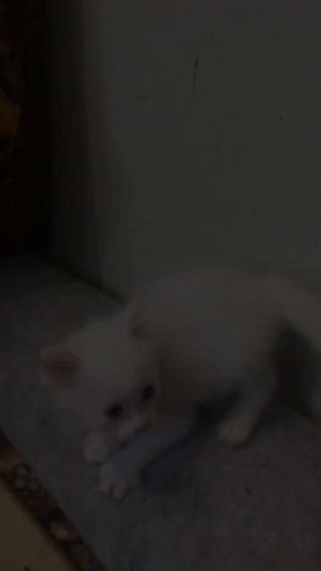 #спасли #бездомныеживотныероссии #котята #бездомныйкот #крым