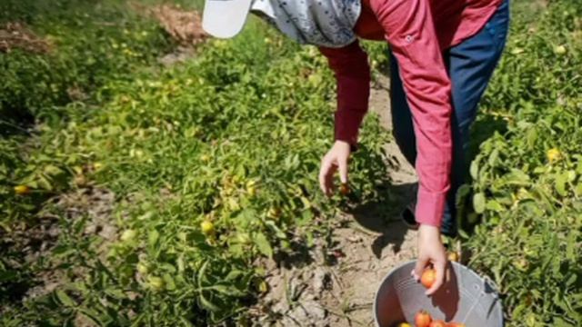 ❗️Вернуть трудовые лагеря для детей предложили в России

Несовершеннолетних необходимо занимать