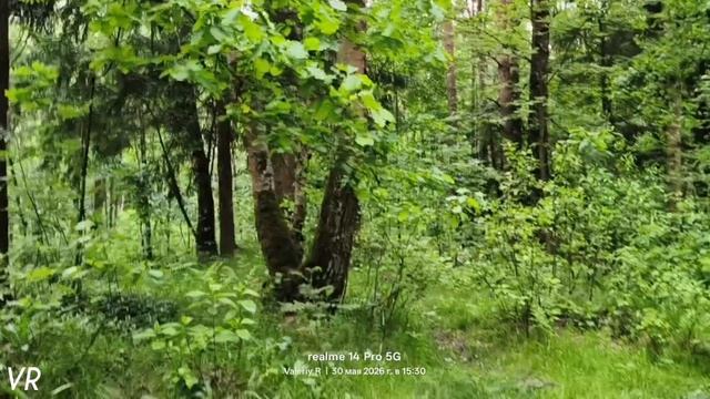 Прогулка в лесопарке #77 🌳🌲 30.05.2026 смотреть онлайн
