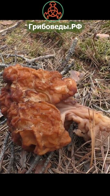 Строчок обыкновенный (лат. Gyromitra esculenta) - условно-ядовитый гриб! смотреть онлайн