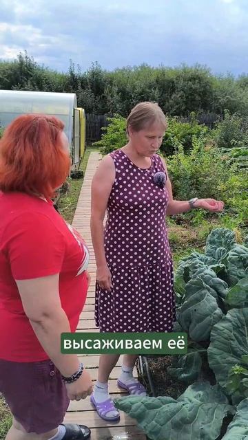 Шикарная капуста