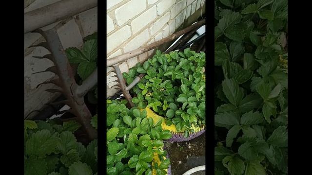 на огороде тоска зеленая