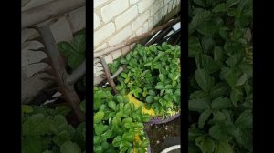 на огороде тоска зеленая
