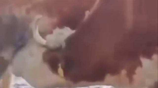 Коровы нашли способ почти бесконечного пропитания