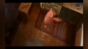 азвучька мема вовы