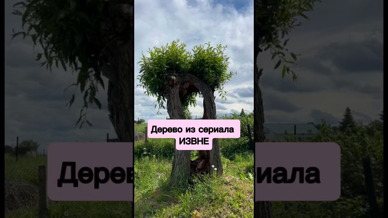 Дерево из сериала ИЗВНЕ