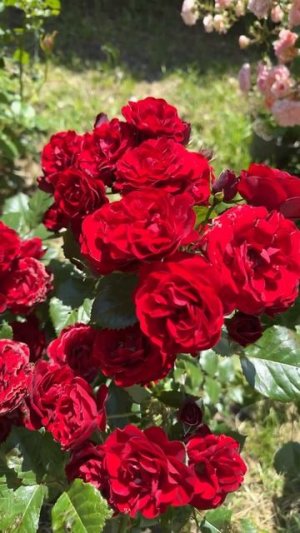 #мамаотличника #прогулка #розыкрасные