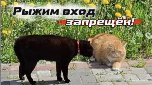 Два чёрных усатых друга прогнали рыжего: сюжет о территории, дружбе и охране владений