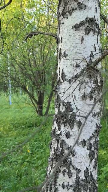 Тест на березе мини пилы Гардарок