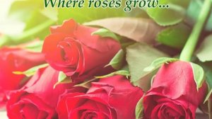 Where roses grow...(Music from Sergey Kolosov)