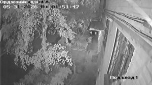 Хабаровчане среди ночи воруют цветы с городских клумб