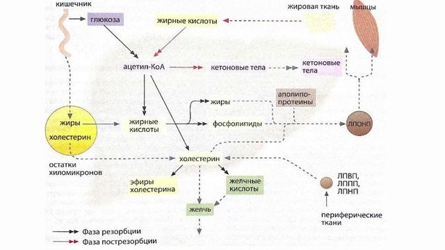 обмен веществ лекция 16