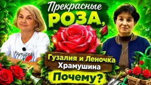 Роза, мы тебя спасем! Пошаговая инструкция, как оживить куст прекрасной розы