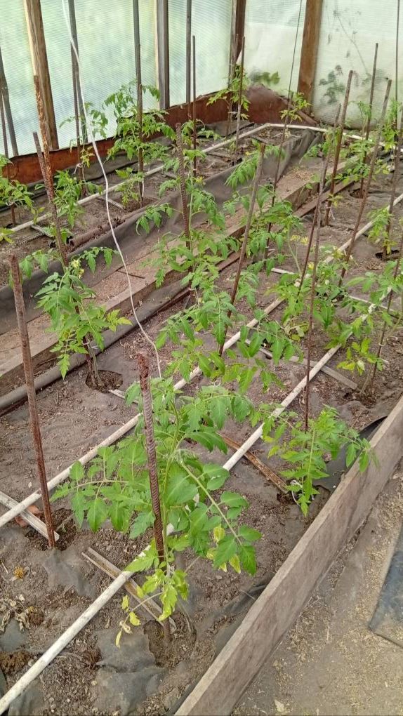 ПРОПОЛКА ПОМИДОРОВ/ ГРЯДКИ В ТЕПЛИЦЕ/ОГОРОД СВОИМИ РУКАМИ #shorts #дача #garden