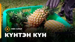 Күнтэн күн. «Саха Сирэ» информационнай биэрии  (30.05.26)