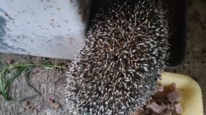 У нас - гости.🦔