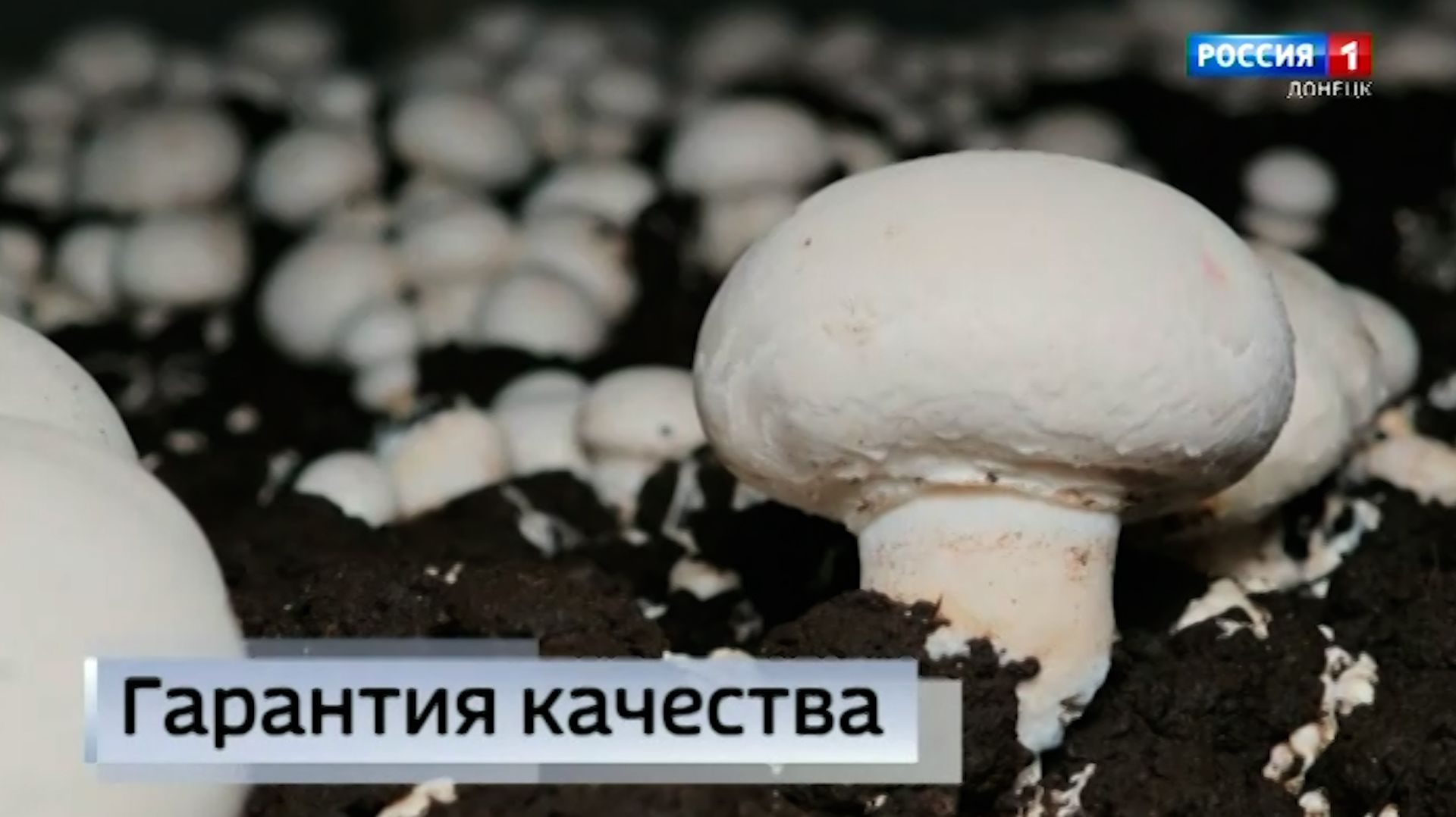 Производство грибов смотреть онлайн
