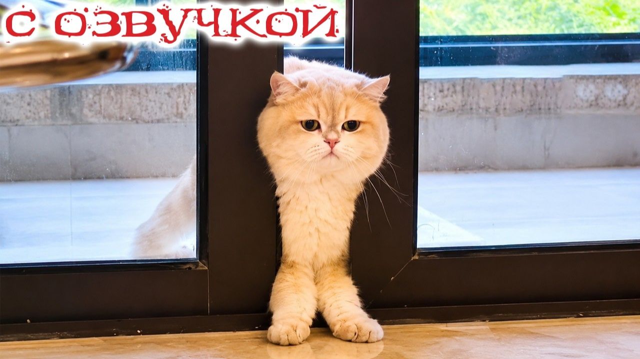 БУДНИ СМЕШНЫХ  ГОВОРЯЩИХ КОТОВ😀 Смешные коты С ОЗВУЧКОЙ Приколы с животными 2026