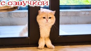 БУДНИ СМЕШНЫХ  ГОВОРЯЩИХ КОТОВ😀 Смешные коты С ОЗВУЧКОЙ Приколы с животными 2026