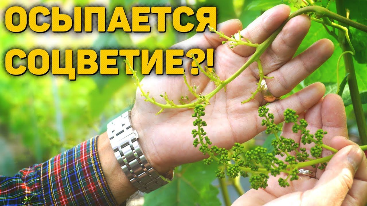 Почему осыпаются соцветия на винограде?(14.06.2025) (Видеоблог Давида Алверцяна)