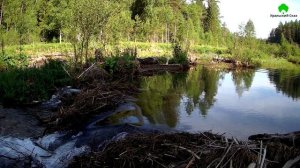 Сказовская выдра