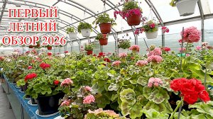 Первый летний обзор пеларгоний. 02.06.2026