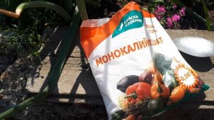 2502. Когда луку монофосфат калия дать?