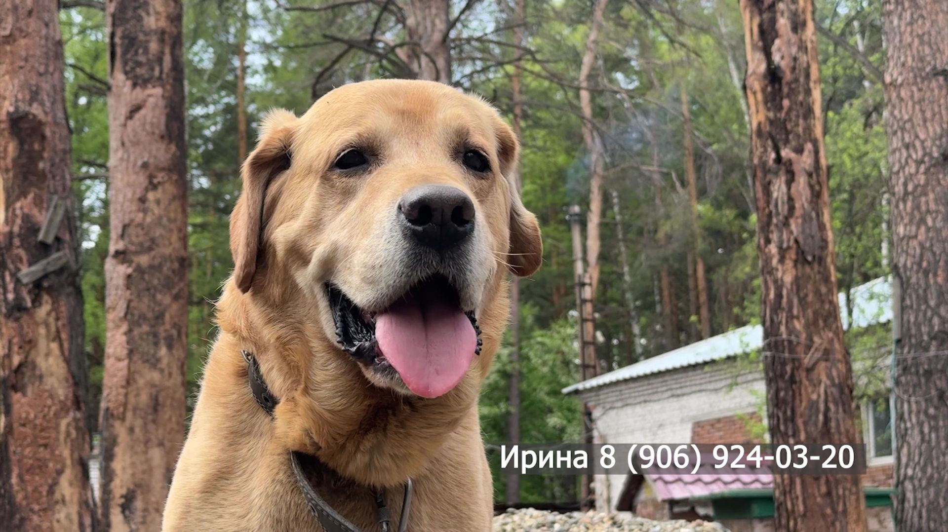 Хочу домой: Гоша