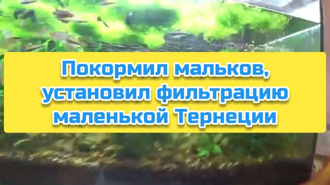 Покормил мальков, установил фильтрацию маленькой Тернеции