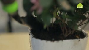Азалия: как правильно выбрать, пересадить и ухаживать. СОВЕТЫ ФЛОРИСТА