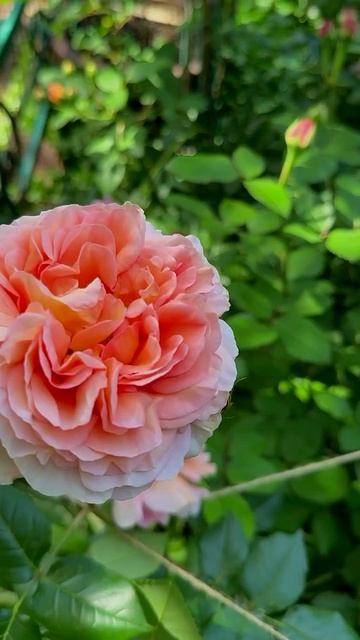 Абрахам Дерби🌸 3 июня 🌸 смотреть онлайн