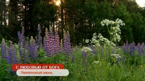 Люпиновый июнь | С любовью от Бога