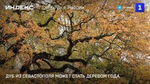 Дуб из Севастополя может стать деревом года