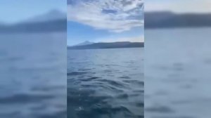 Нерпа спаслась от охотившихся на нее косаток у берегов Камчатки.