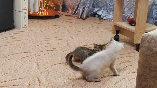 Про и Си отрабатывают приемы спецназа (котоспецназ)