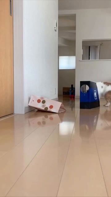 Кошачий косплей смотреть онлайн