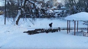 Утиная ферма 13