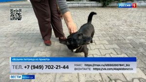 Возьми питомца из приюта. Чери