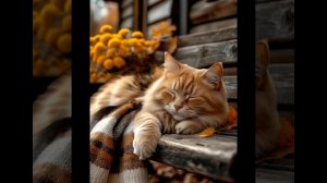 кошки