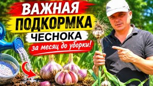 Чеснок- важная подкормка за месяц до уборки!