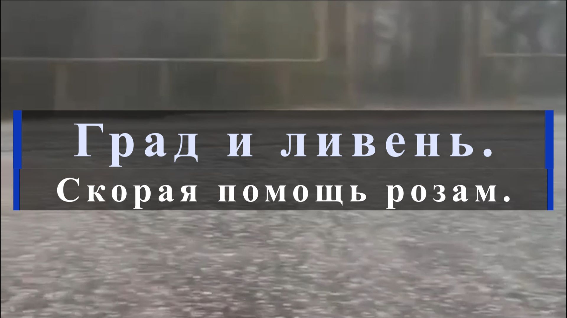 Град и ливень. Скорая помощь розам.