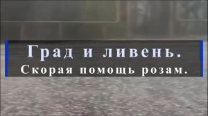 Град и ливень. Скорая помощь розам.